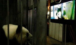 熊猫直播性爱套图,网络暴力与道德争议