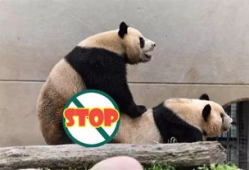 熊猫直播性爱套图,网络暴力与道德争议