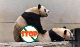 熊猫直播性爱套图,网络暴力与道德争议